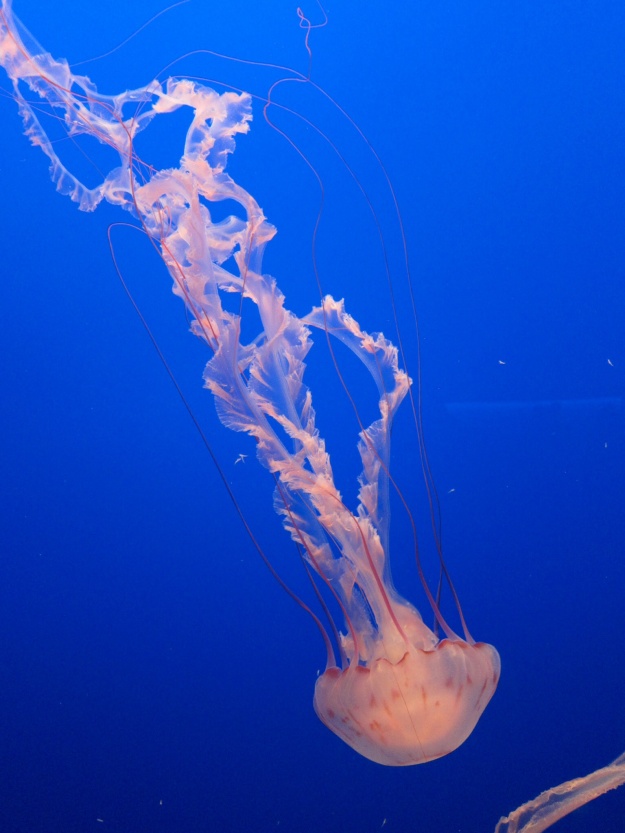 Amazing jellyfish gracefully moving at Monterey Bay Aquarium
